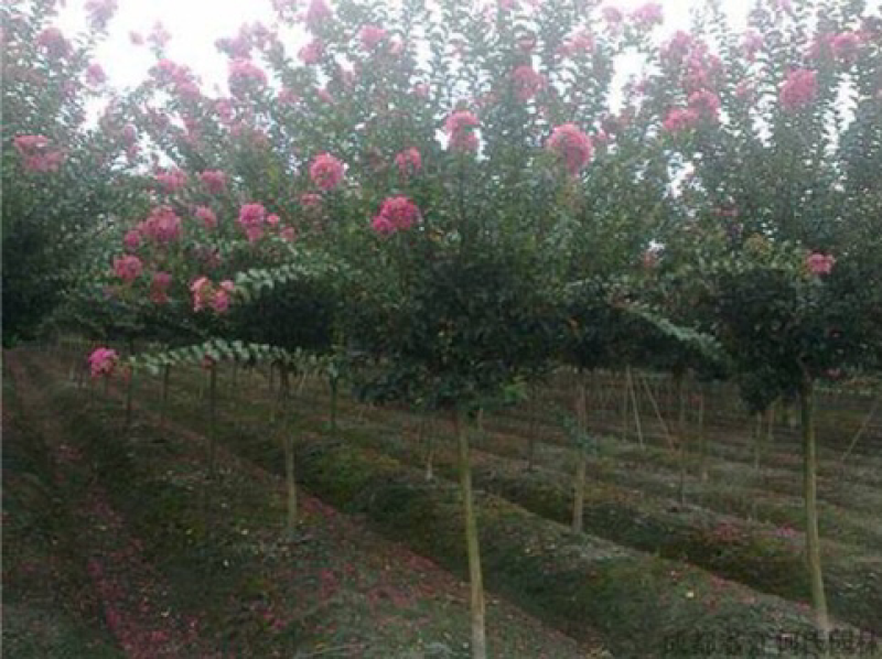紫薇2-3公分，基地直销，现货供应