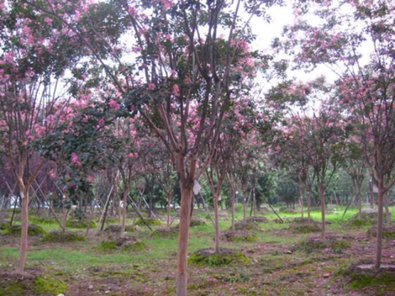 紫薇2-3公分，基地直销，现货供应