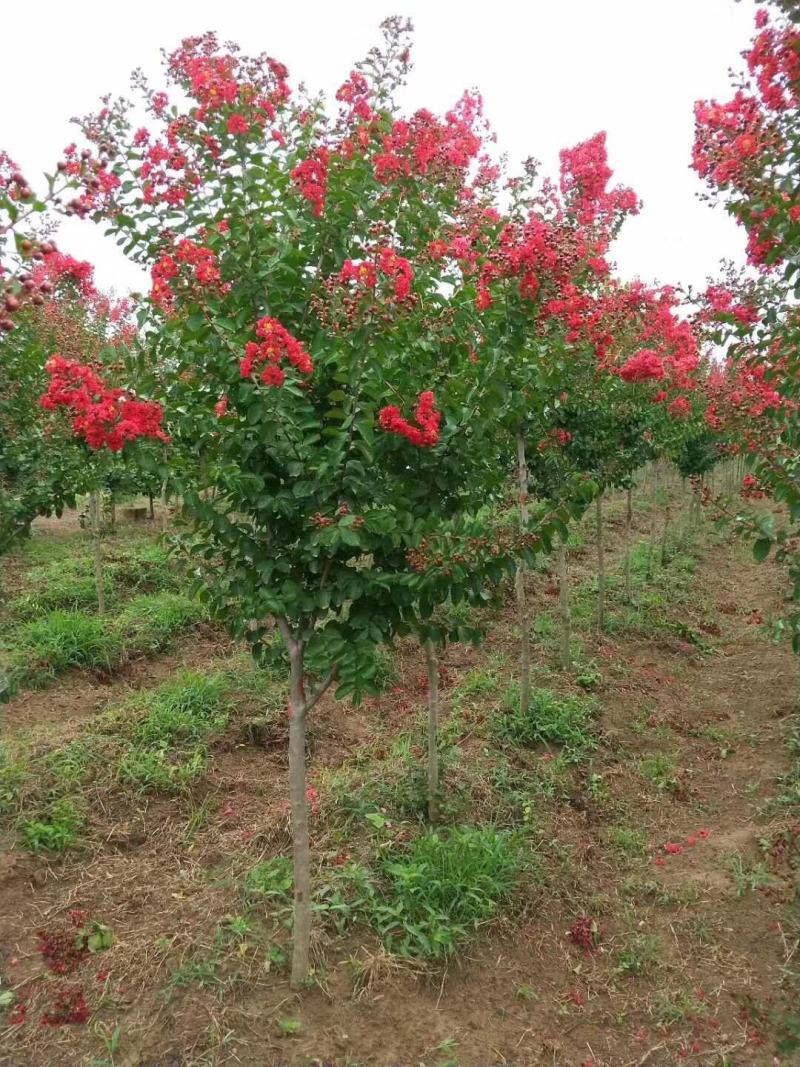 紫薇2-3公分，基地直销，现货供应
