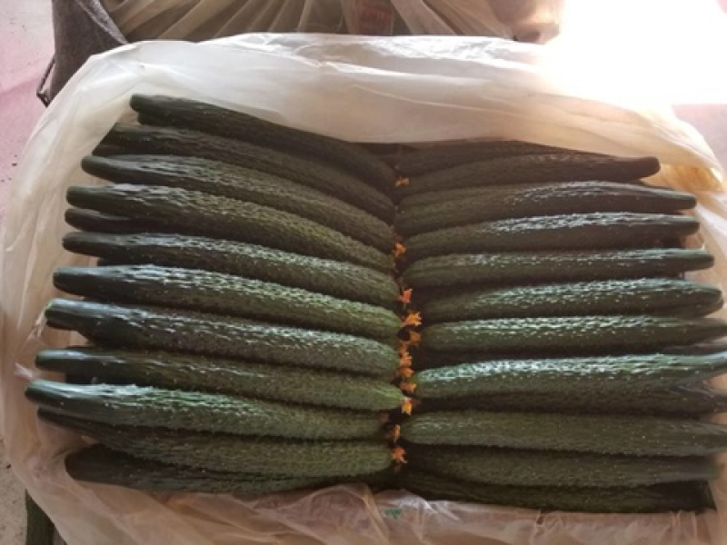 黄瓜18到22公分鲜花带刺山东潍坊蔬菜批发基地