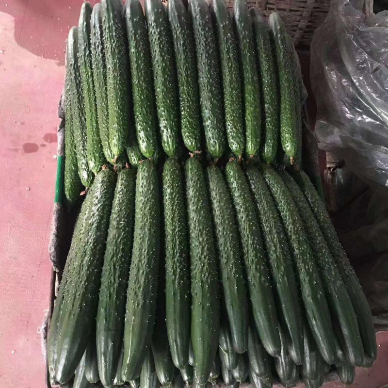 黄瓜18到22公分鲜花带刺山东潍坊蔬菜批发基地