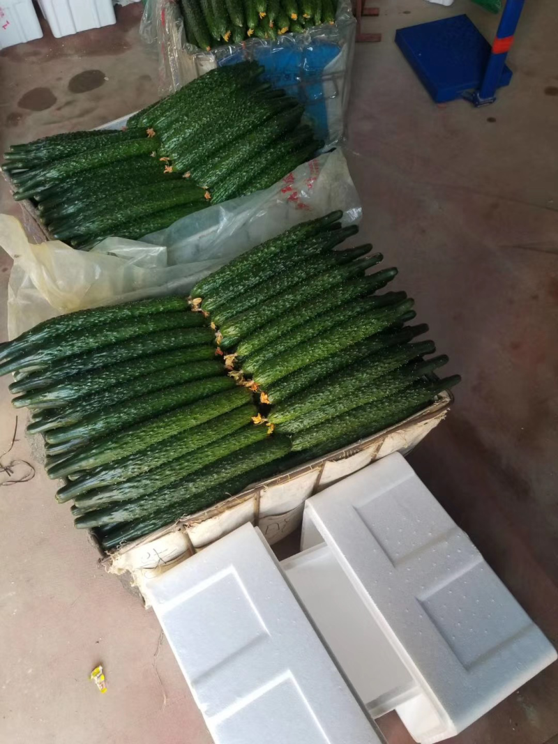 黄瓜18到22公分鲜花带刺山东潍坊蔬菜批发基地