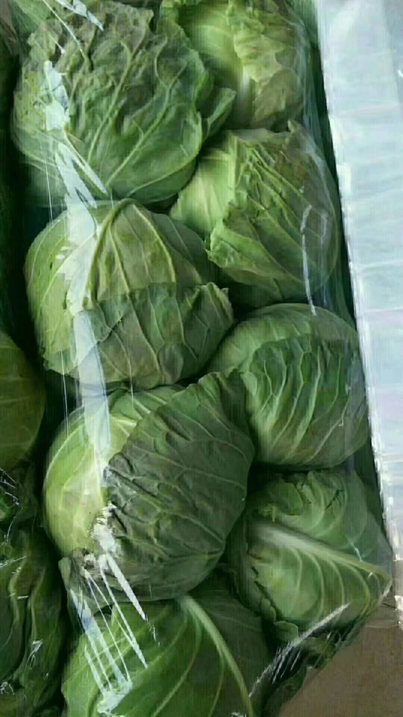 永年甘蓝大量上市，货源稳定，大量有货，诚信经营，欢迎联系