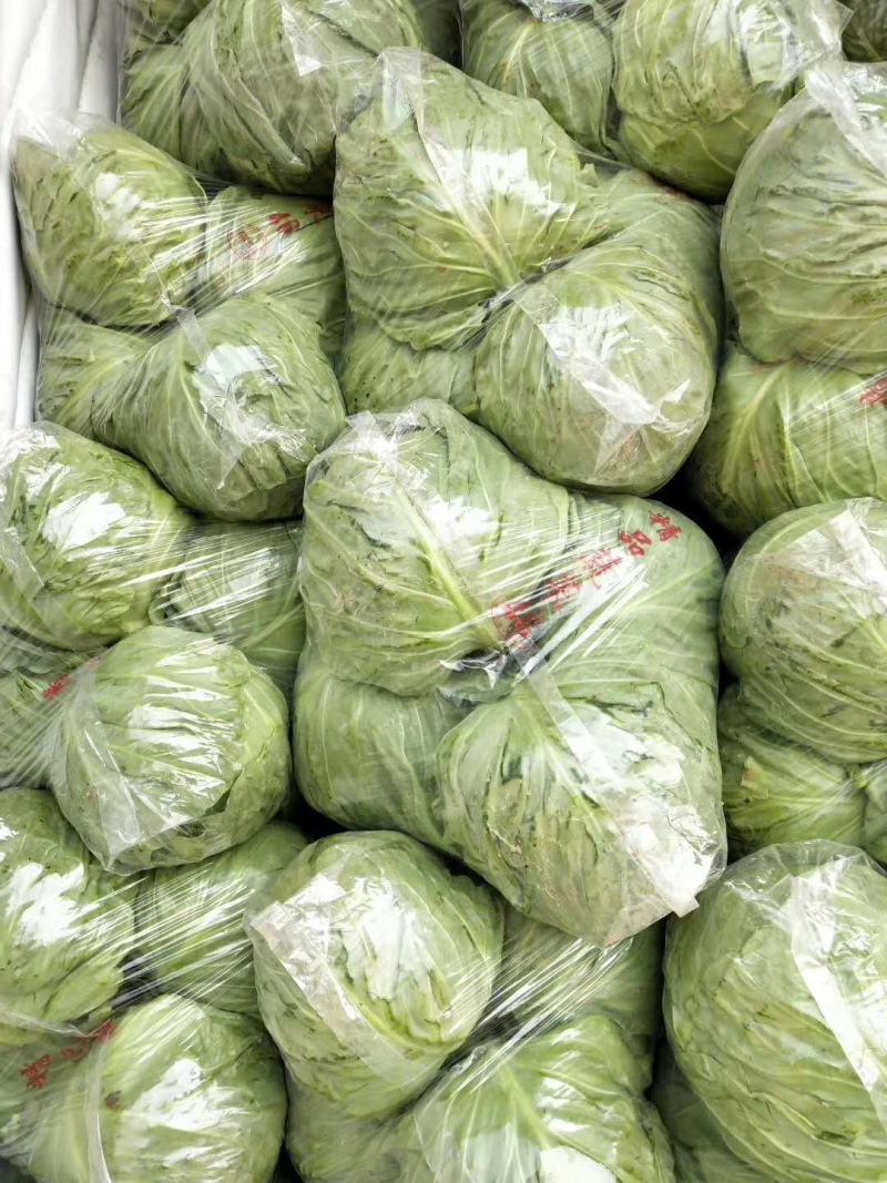 永年甘蓝大量上市，货源稳定，大量有货，诚信经营，欢迎联系