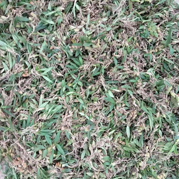 双叶石橄榄（双叶果上叶）