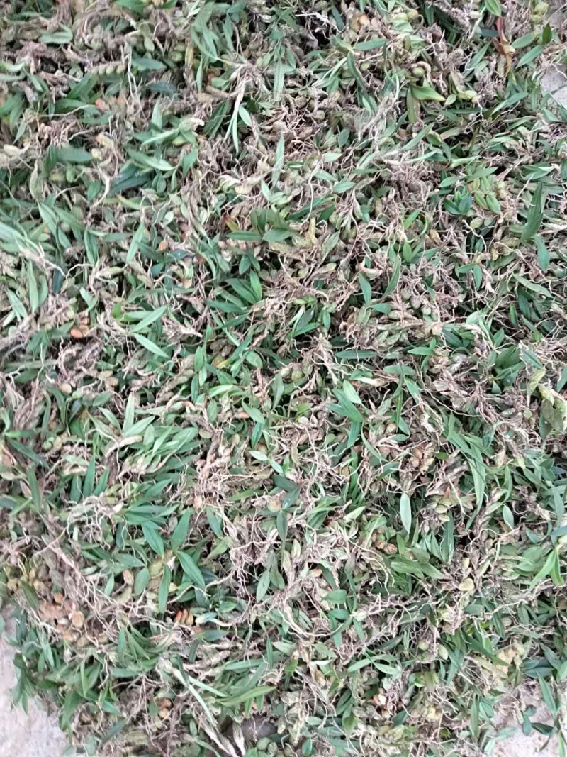 双叶石橄榄（双叶果上叶）