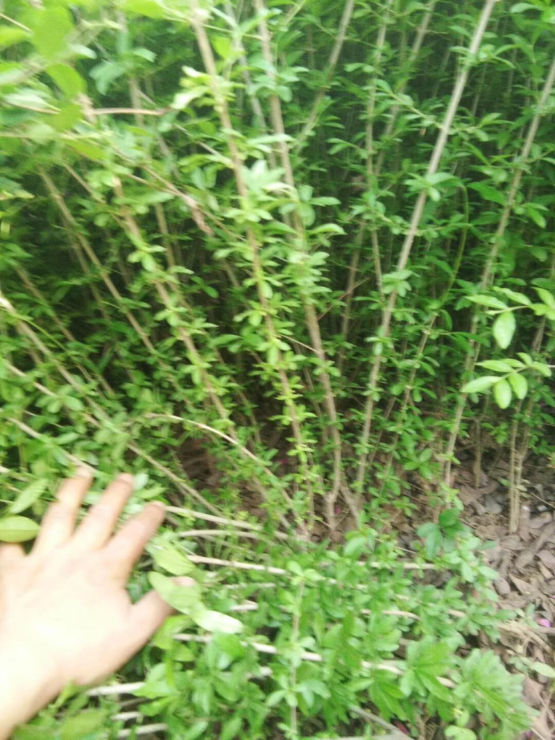 水蜡