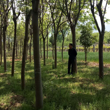 栾树8到25公分