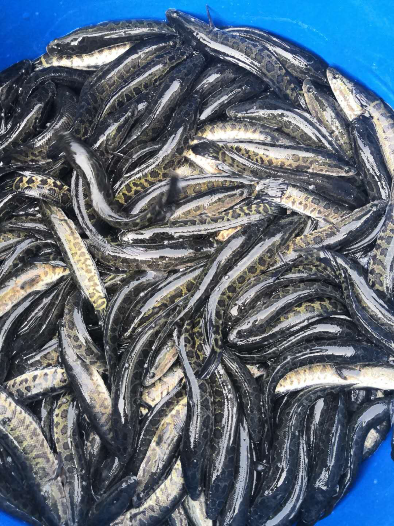 黑鱼鱼苗人工养殖