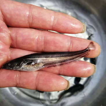 大口鲶
