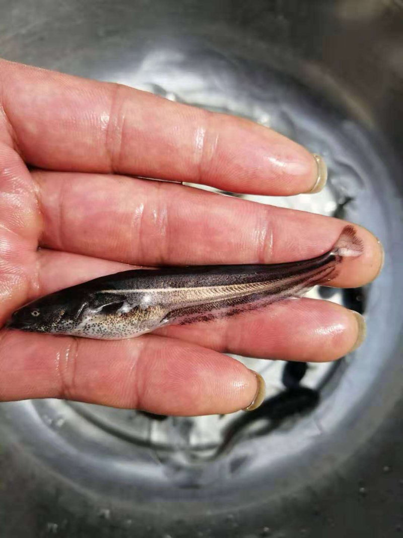 大口鲶
