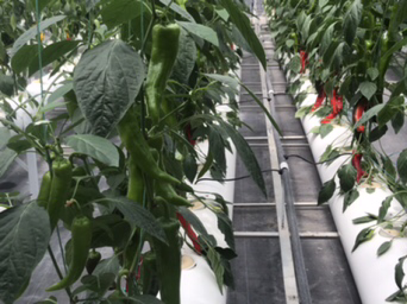 辣椒苗线椒苗洛椒苗大量出售包发货包成活包高产