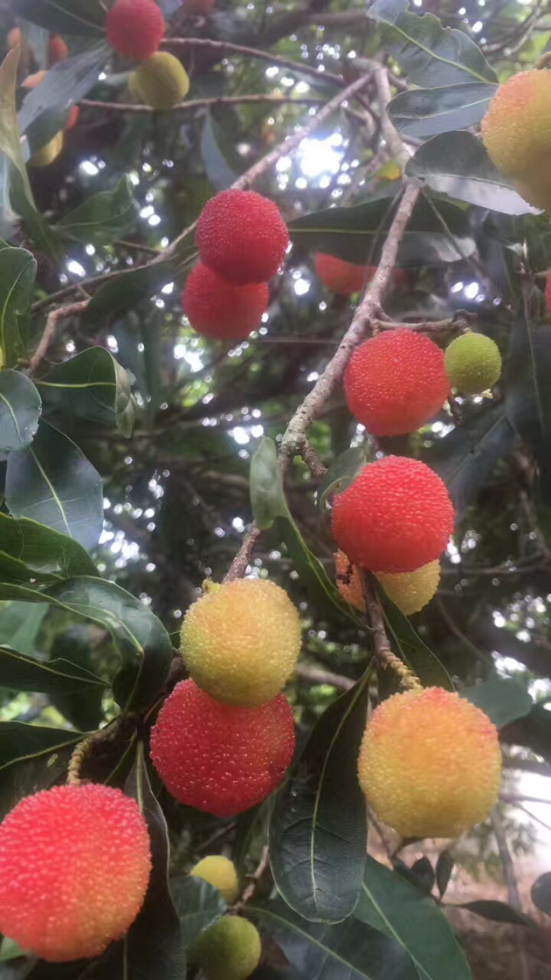 诏安富硒杨梅