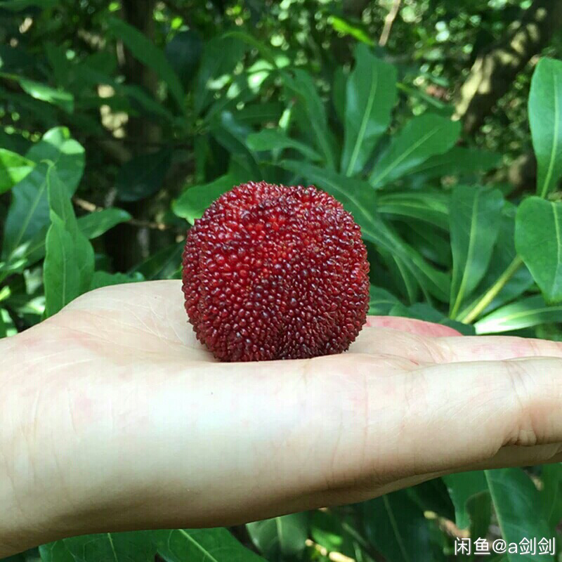 诏安富硒杨梅