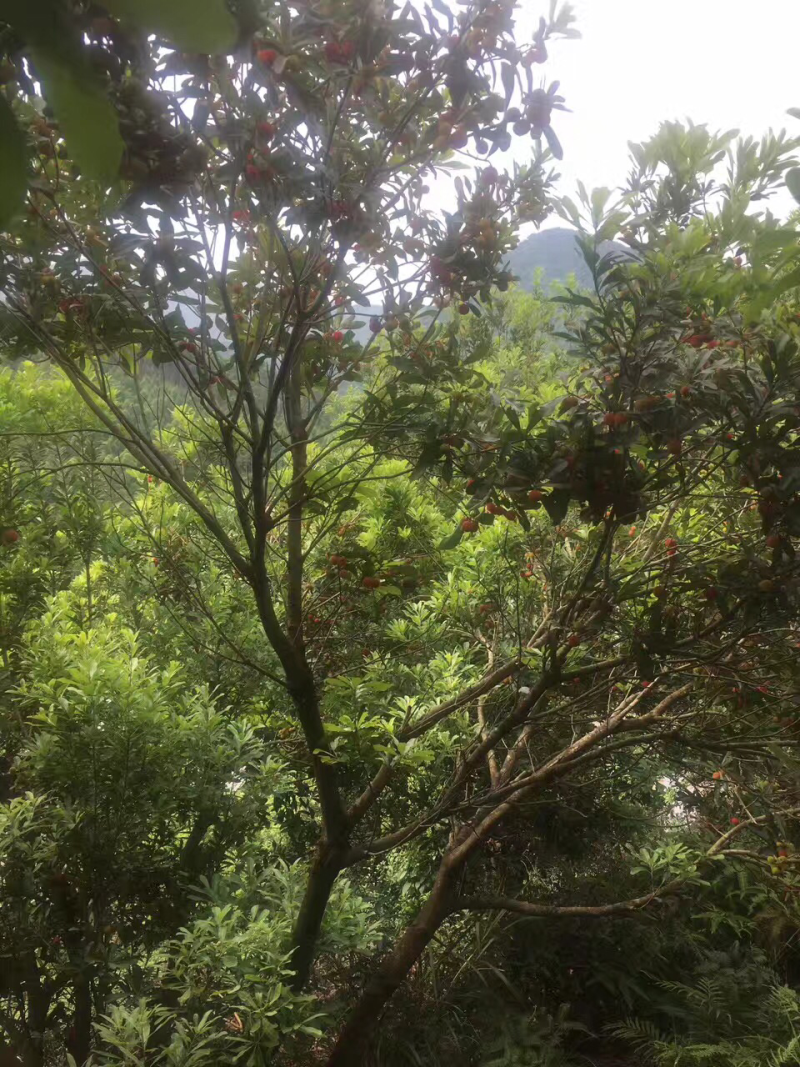 诏安富硒杨梅