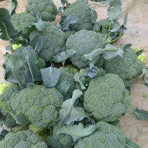 西兰花产地诚信合作另供应各种季节性蔬菜