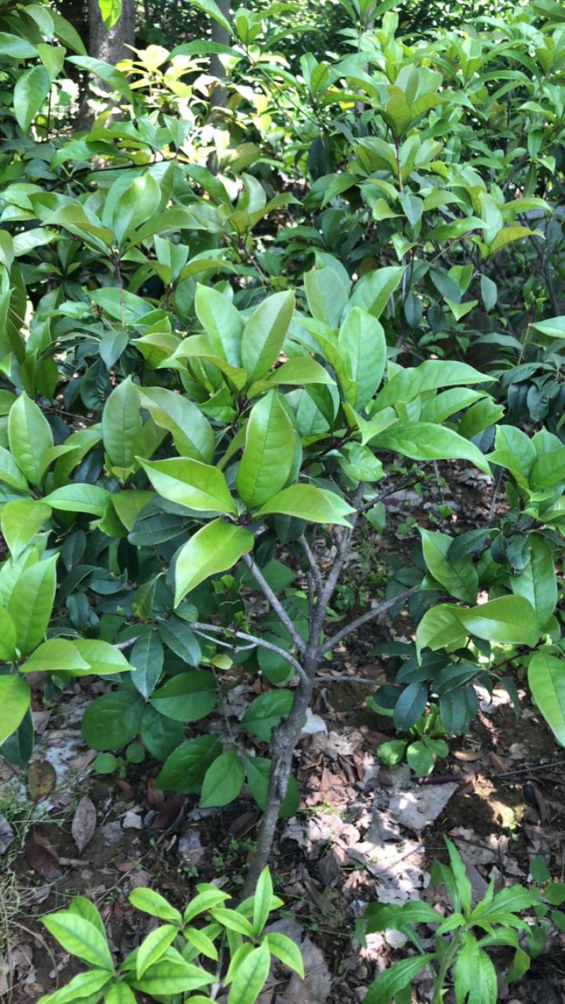 大小桂花