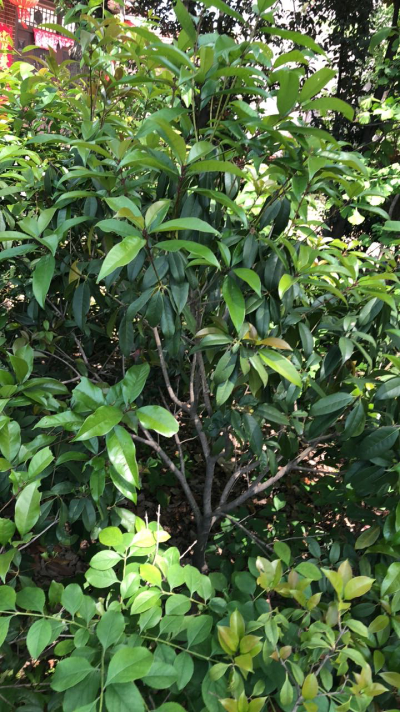 大小桂花