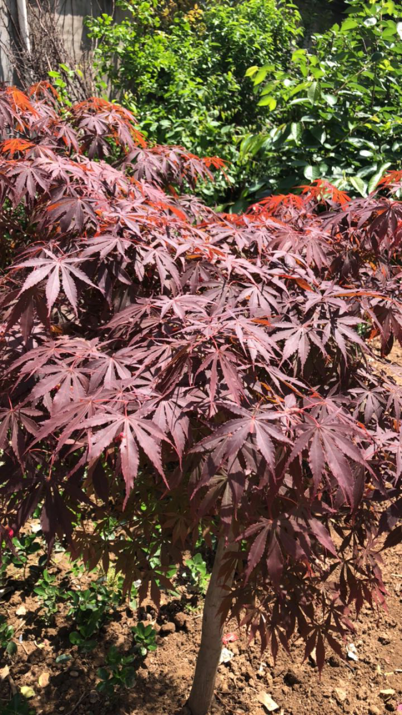 红枫大小都有