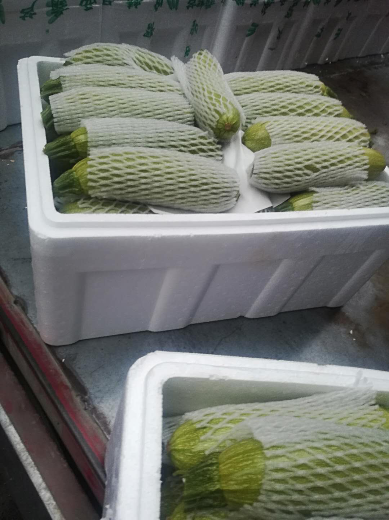 山东潍坊西葫芦精品上市中农家蔬菜欢迎客户前来采购