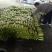 山东潍坊西葫芦精品上市中农家蔬菜欢迎客户前来采购