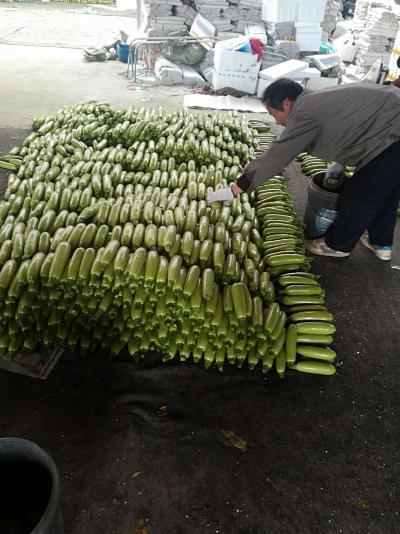 山东潍坊西葫芦精品上市中农家蔬菜欢迎客户前来采购