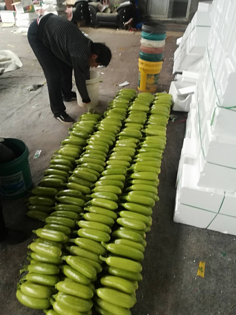 山东潍坊西葫芦精品上市中农家蔬菜欢迎客户前来采购