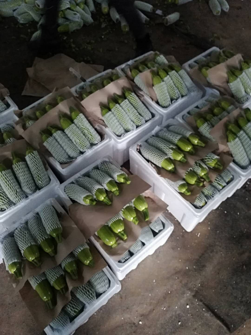 山东潍坊西葫芦精品上市中农家蔬菜欢迎客户前来采购