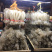 农家手工红薯粉