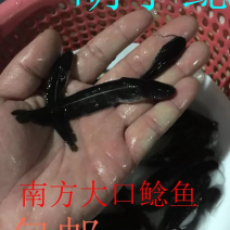 鲶鱼鱼苗