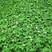 公园护坡绿化草籽红白三叶草种子种庭院绿化专用免修剪包