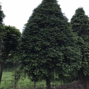 红豆杉