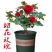 玫瑰花苗盆栽四季开花花卉室内外浓香型植物月季