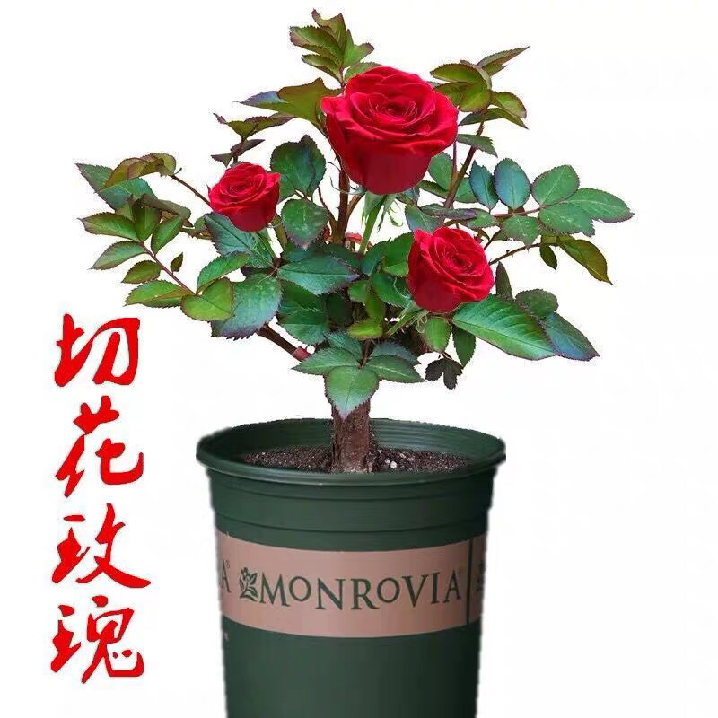 玫瑰花苗盆栽四季开花花卉室内外浓香型植物月季