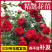 藤本月季花苗爬藤植物庭院阳台大花浓香玫瑰盆栽花卉蔷薇四季