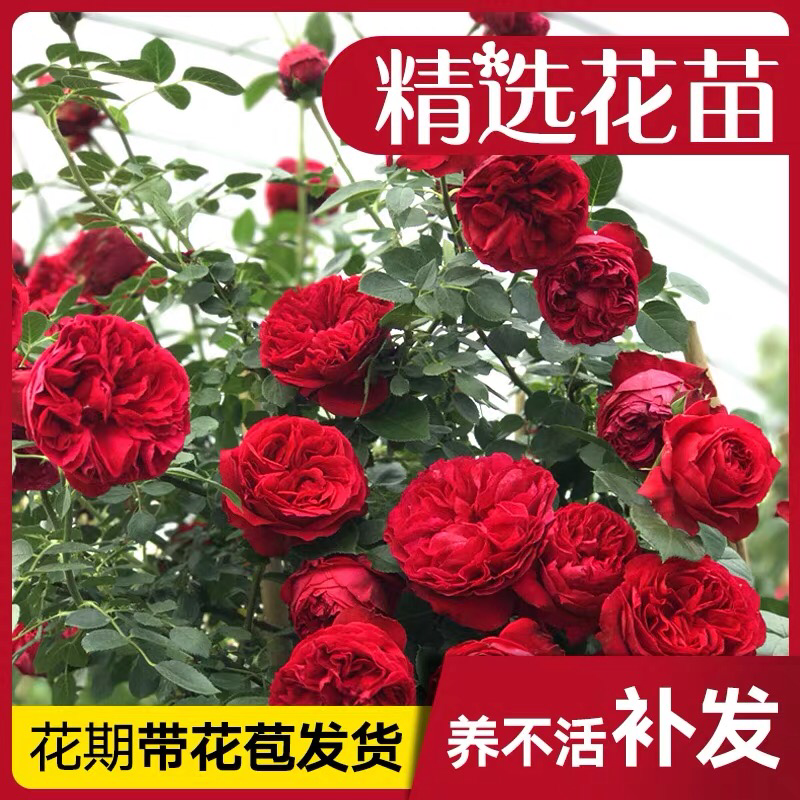 藤本月季花苗爬藤植物庭院阳台大花浓香玫瑰盆栽花卉蔷薇四季
