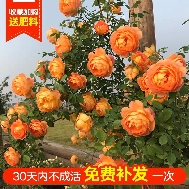 藤本月季花苗爬藤植物庭院阳台大花浓香玫瑰盆栽花卉蔷薇四季