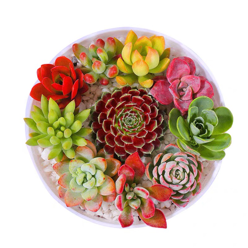 多肉植物老桩超萌多肉组合盆栽绿植室内花卉绿植