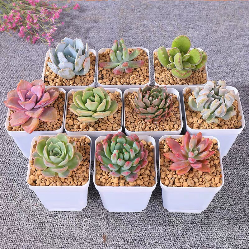 多肉植物老桩超萌多肉组合盆栽绿植室内花卉绿植