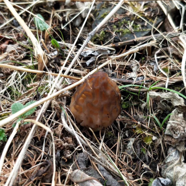 食用菌野生羊肚菌藏区野生羊肚菌