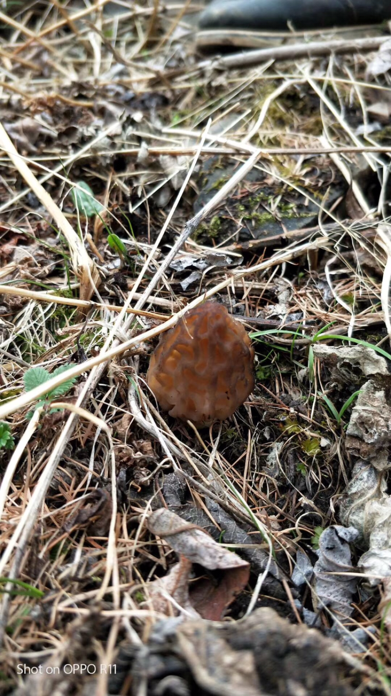 食用菌野生羊肚菌藏区野生羊肚菌