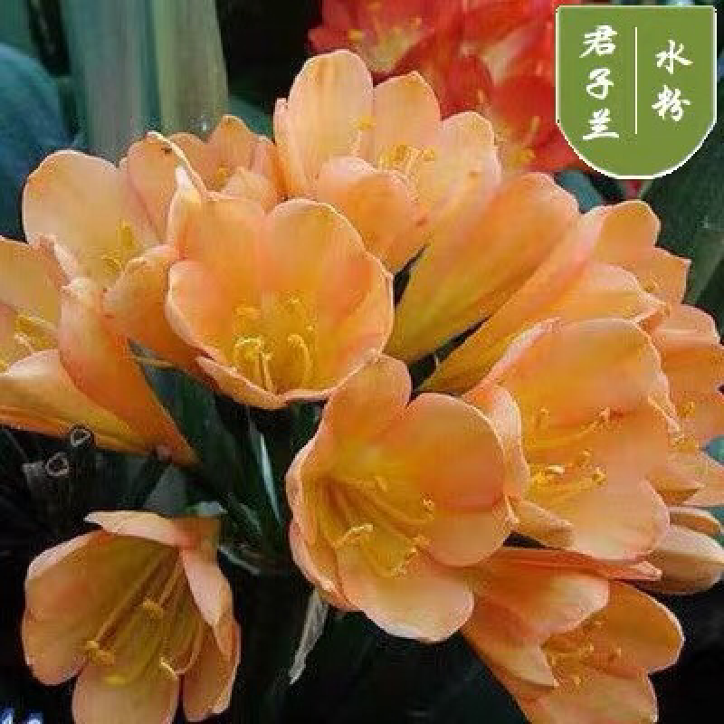四季君子兰带花苞盆栽小苗室内花卉植物圆头和尚鸳鸯大苗当年