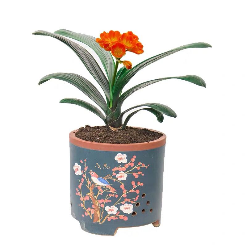 四季君子兰带花苞盆栽小苗室内花卉植物圆头和尚鸳鸯大苗当年