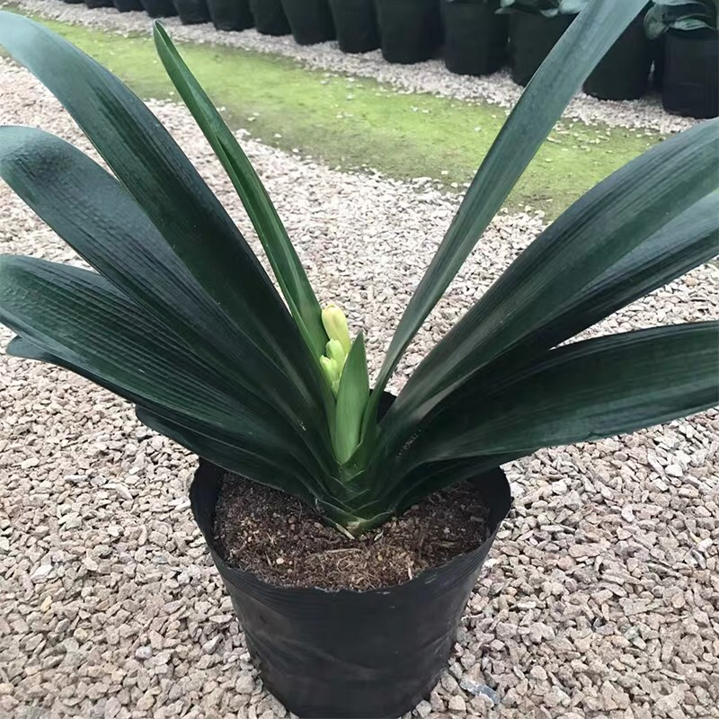四季君子兰带花苞盆栽小苗室内花卉植物圆头和尚鸳鸯大苗当年