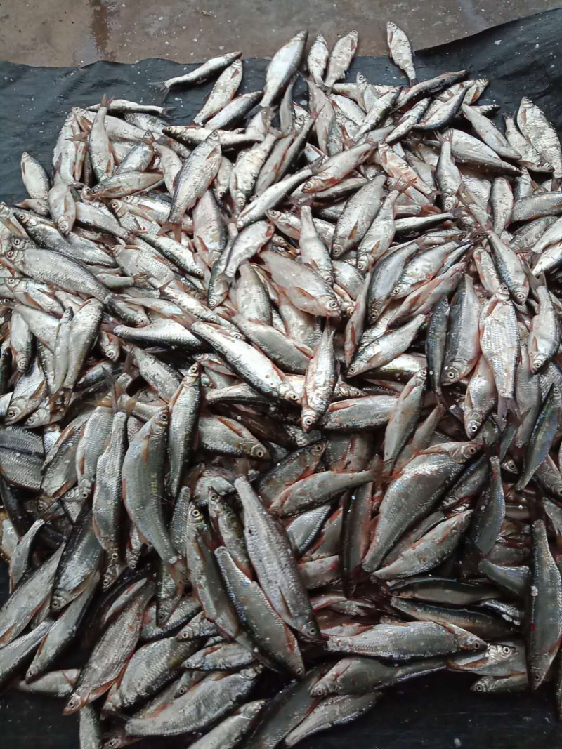 尖嘴刁子鱼