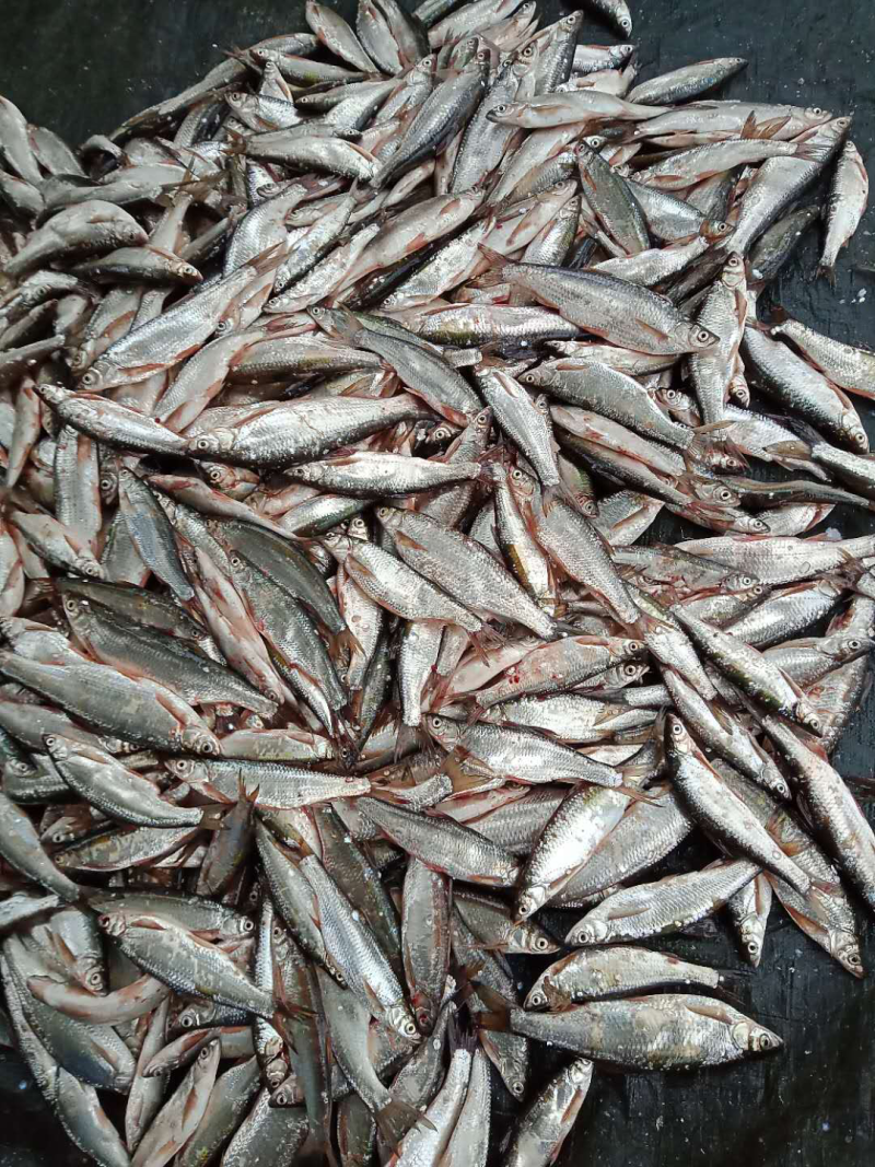 尖嘴刁子鱼