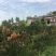 低价出售自家占地油松，高度三米，地经3/5公分