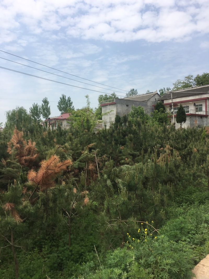 低价出售自家占地油松，高度三米，地经3/5公分