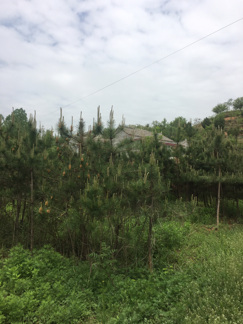 低价出售自家占地油松，高度三米，地经3/5公分
