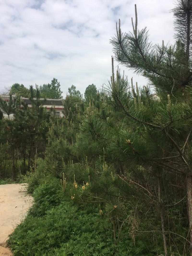低价出售自家占地油松，高度三米，地经3/5公分